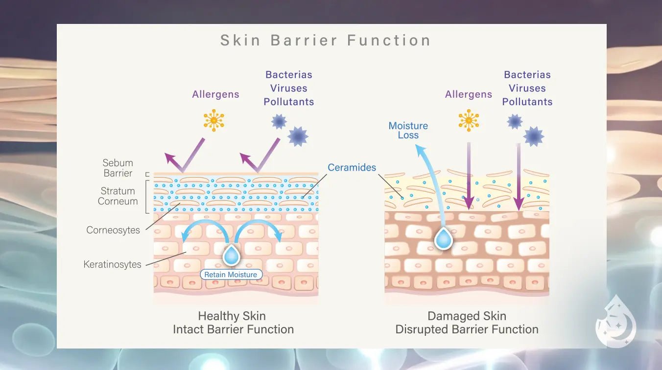 damaged skin barrier vs healthy skin showing hydration and reduced redness