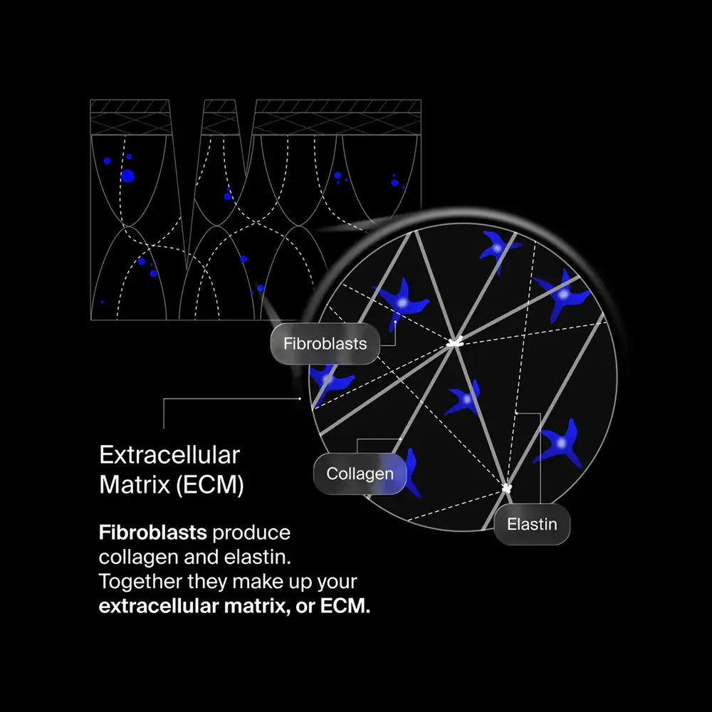 Pavise Extracellular Matrix Restore